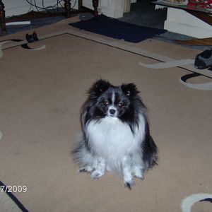 Meet your Posher, Joyce